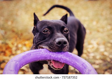  Cute American pit bull  terrier dog with puller toy in teeth in the autumn park. Young playful dog pulls toy.