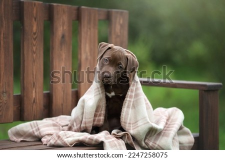 Cute American Pit Bull Terrier puppy sitting on a bench in the garden. Puppy with a blanket