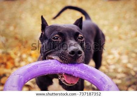  Cute American pit bull  terrier dog with puller toy in teeth in the autumn park. Young playful dog pulls toy.