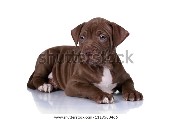 White American Pit Bull Terrier With Eye Patch Looking Up To The Camera Stock Photo Alamy