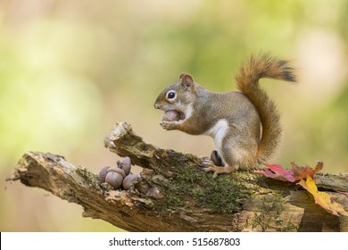 Cute American red squirrel in autumn golden light eating acorn