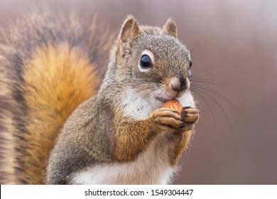 Cute American Red Squirrel From North America