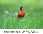 Cute American robin with bright orange chest is standing in green grass in spring.