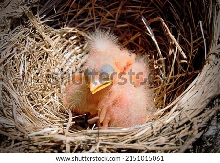 Cute American robin chicks-newborn with fuzzy, spiky hair du in nest, had fallen out of tree and promptly placed back lived to become full adult robins, spring Kentucky-Urban wildlife