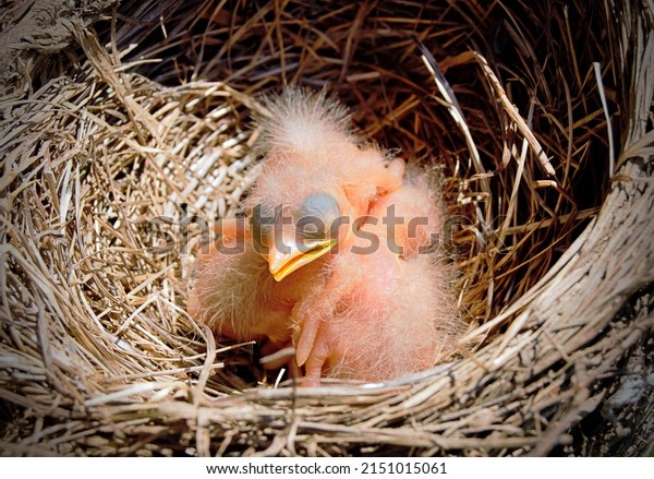 Cute\
American robin chicks-newborn with fuzzy, spiky hair du in nest,\
had fallen out of tree and promptly placed back lived to become\
full adult robins, spring Kentucky-Urban\
wildlife