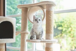 Cute American Short Hair Cat Sitting On Cat Tower