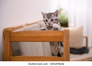 Cute American Short Hair Cat Cub