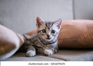 Cute American Short Hair Cat Cub