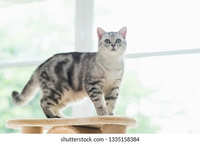 Cute American short hair cat standing on cat tower