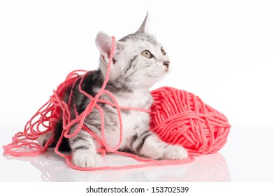 Cute american Short hair cat with a Pink ball of yarn on white background