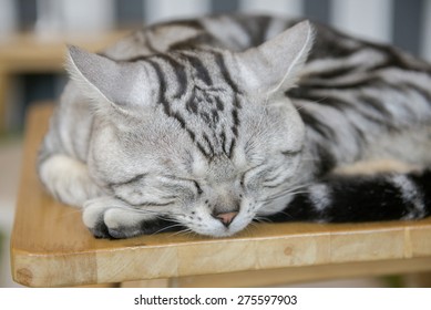 cute american short hair cat sleeping