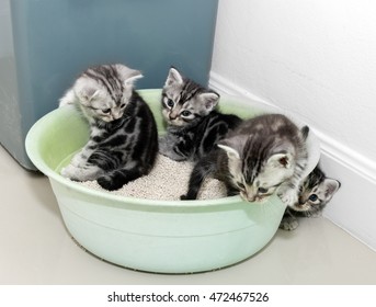 Cute American short hair cat kitten with copy space