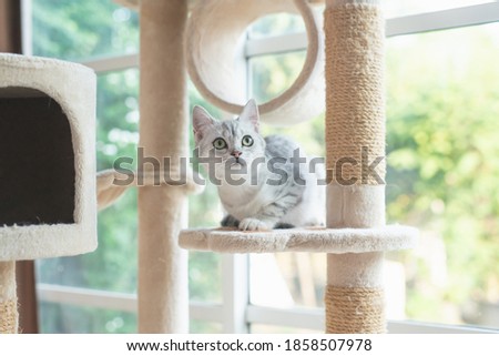 Cute American short hair cat sitting on cat tower