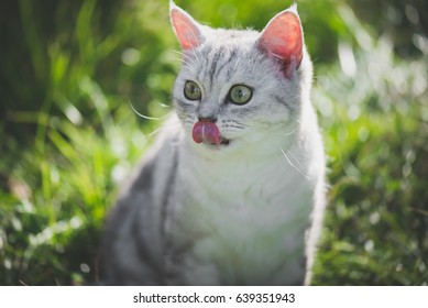 Dogs And Cats Licking Lips Stock Photos Images Photography