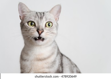 8,324 American Short Hair Cat Images, Stock Photos & Vectors 