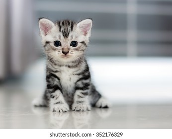 Cute American shorthair cat kitten - Shutterstock ID 352176329