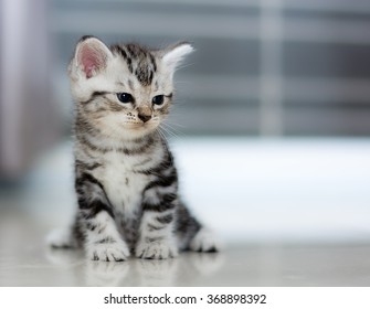 Cute American shorthair cat kitten - Shutterstock ID 368898392