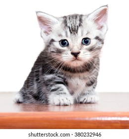 Cute American shorthair cat kitten