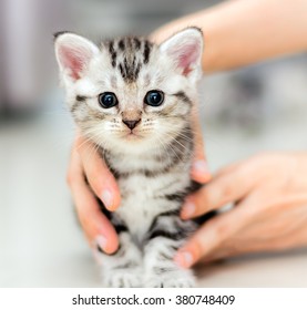 Cute American shorthair cat kitten