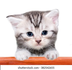 Cute American shorthair cat kitten