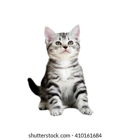 Cute American shorthair cat kitten. Isolated o white background with copy space