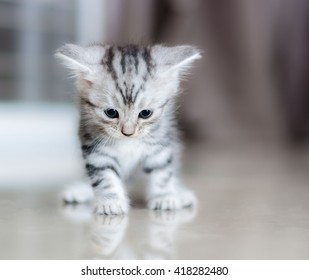 Cute American shorthair cat kitten - Shutterstock ID 418282480