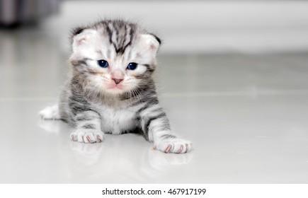 Cute American shorthair cat kitten with copy space - Shutterstock ID 467917199
