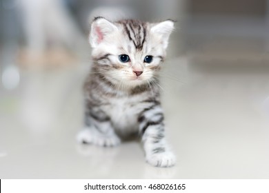 Cute American shorthair cat kitten with copy space - Shutterstock ID 468026165