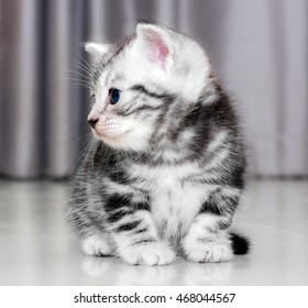 Cute American shorthair cat kitten with copy space - Shutterstock ID 468044567