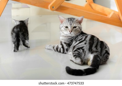 Cute American shorthair cat kitten with copy space