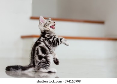 Cute American shorthair cat kitten with copy space