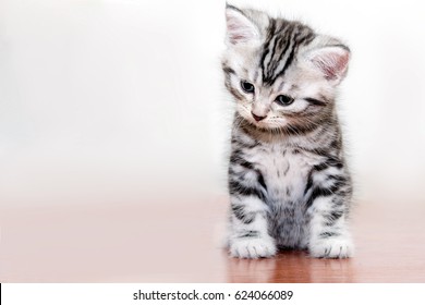 Cute American shorthair cat kitten - Shutterstock ID 624066089