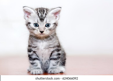 Cute American shorthair cat kitten - Shutterstock ID 624066092