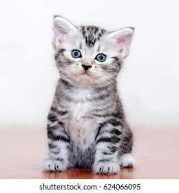 Cute American shorthair cat kitten - Shutterstock ID 624066095