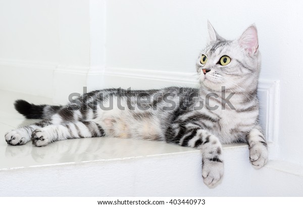 Cute American Shorthair Cat Kitten Copy Miscellaneous Animals