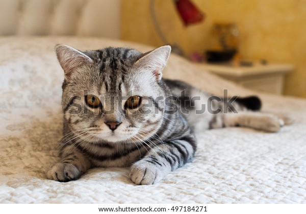 Cute American Shorthair Cat Kitten Stock Photo Edit Now 497184271