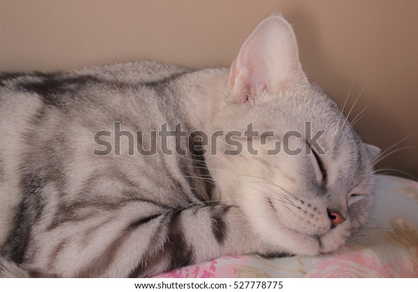 Cute American Shorthair Cat Sleeping On Stock Photo Edit Now