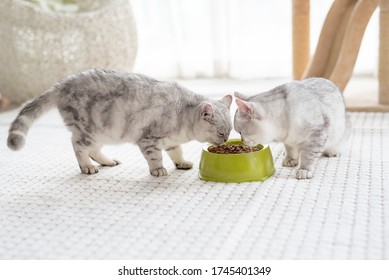 Cute American Shorthair Cats Eating Dry Food