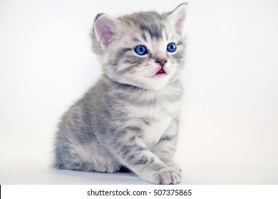 Royalty Free American Shorthair Cat Stock Images Photos Vectors