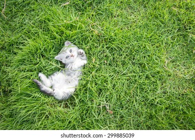 Cute American Shorthair kitten lying on green grass with copy space on right