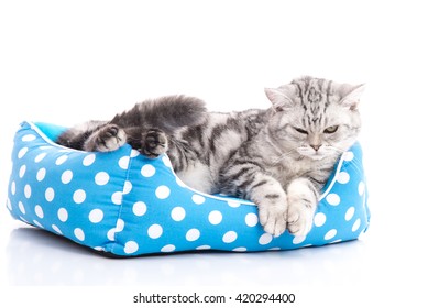 Cute American Shorthair Kitten Lying In Cat Bed On White Back Ground Isolated