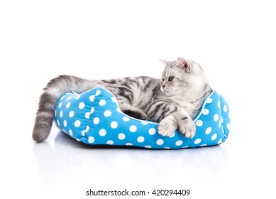 Cute American Shorthair Kitten Lying In Cat Bed On White Back Ground Isolated