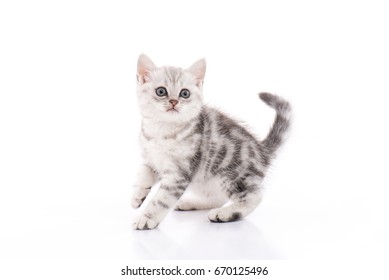 American Shorthair Cat Images Stock Photos Vectors Shutterstock