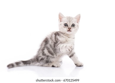 American Shorthair Cat Images Stock Photos Vectors Shutterstock