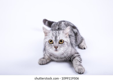 Cat Tummy Images Stock Photos Vectors Shutterstock