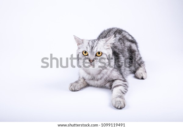 Cute American Shorthair Striped Cat Closeup Stock Photo Edit Now