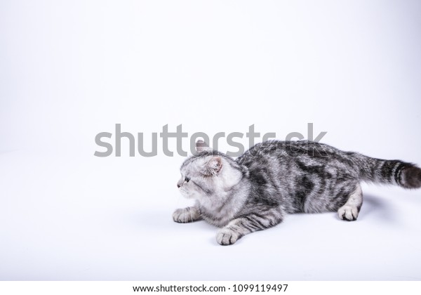 Cute American Shorthair Striped Cat Closeup Royalty Free Stock Image