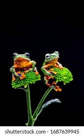 Cute amphibians in their action