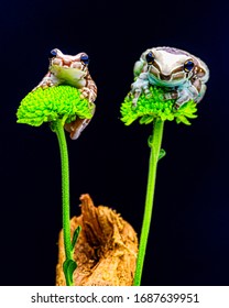 Cute Amphibians In Their Action