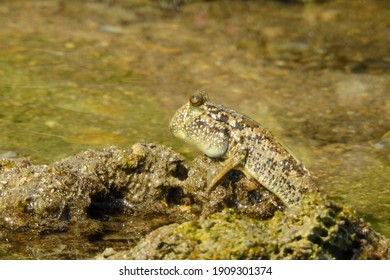 Cute Amphibious Fish Mudskipper On The Mud